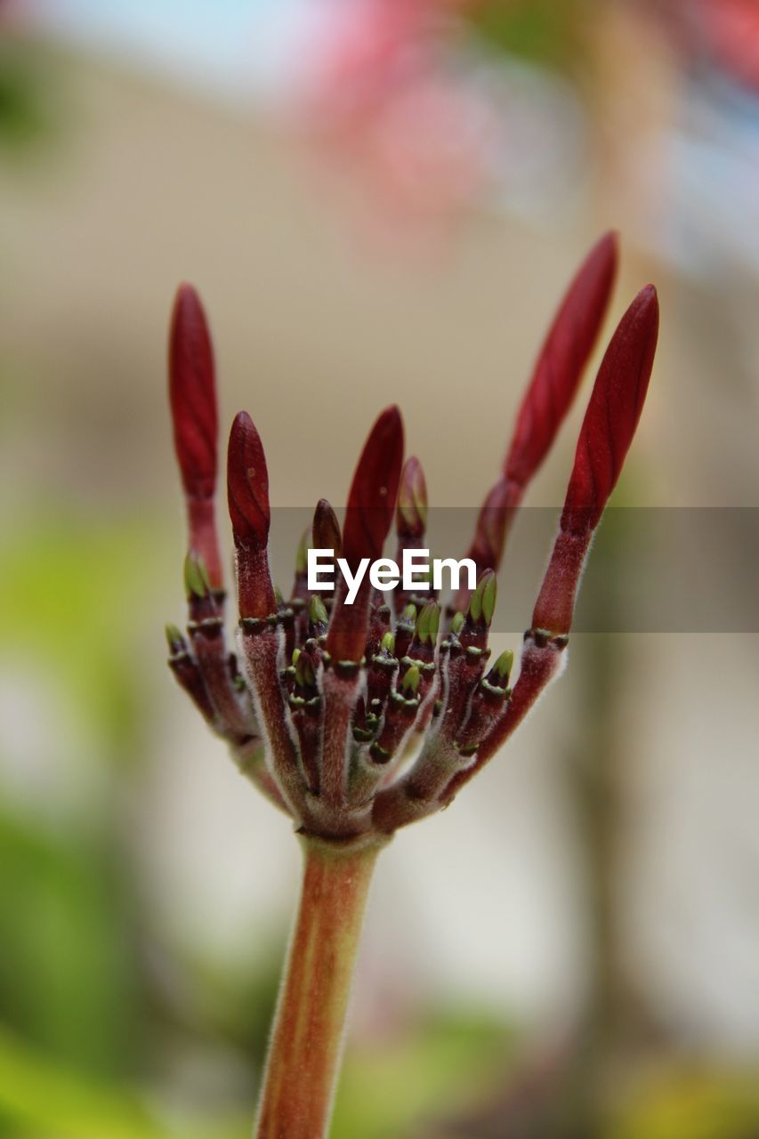 CLOSE-UP OF RED FLOWER