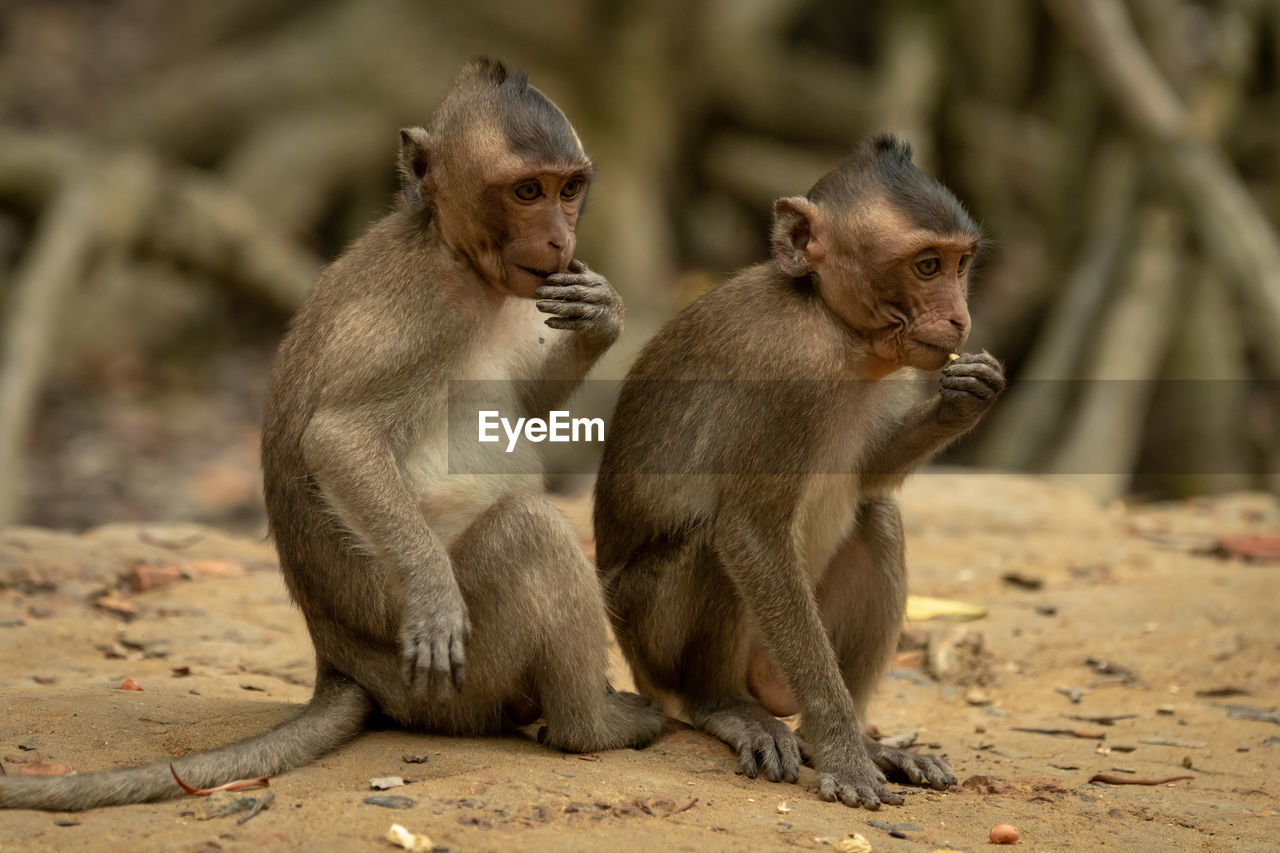 Two long-tailed macaque sit in line eating