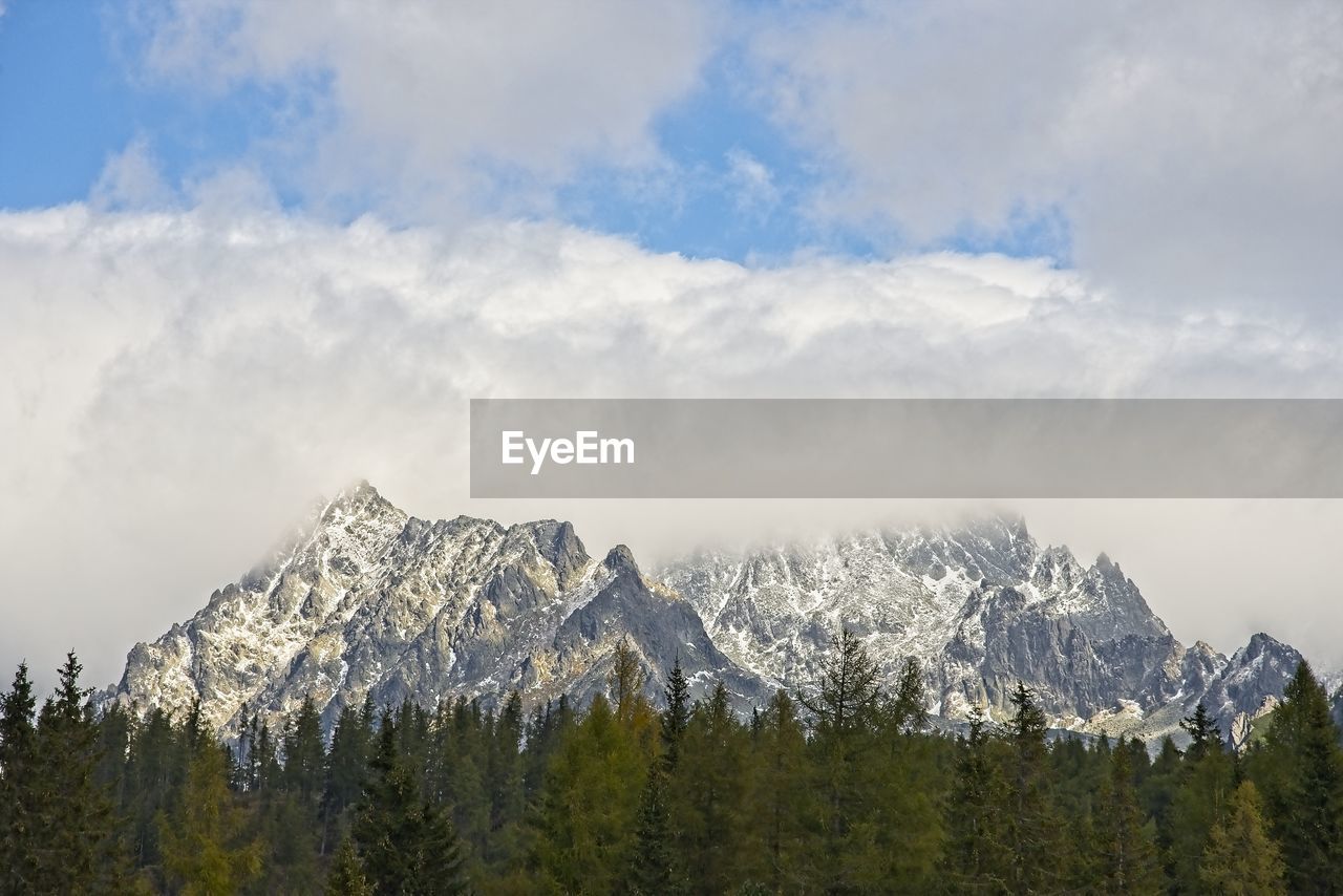 Pine trees on mountain against sky