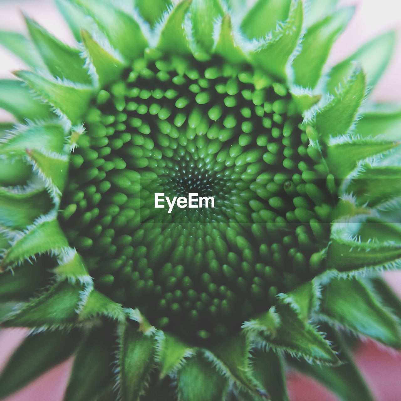 Close-up of green flower