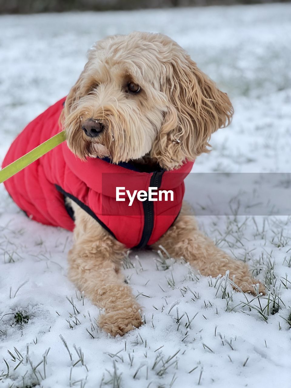 canine, dog, pet, domestic animals, one animal, mammal, animal themes, animal, winter, snow, cold temperature, clothing, pet clothing, nature, portrait, cockapoo, cute, no people, animal hair, fun