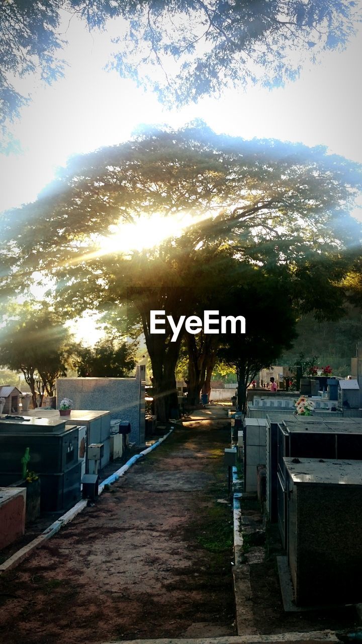 VIEW OF TREES AGAINST SKY