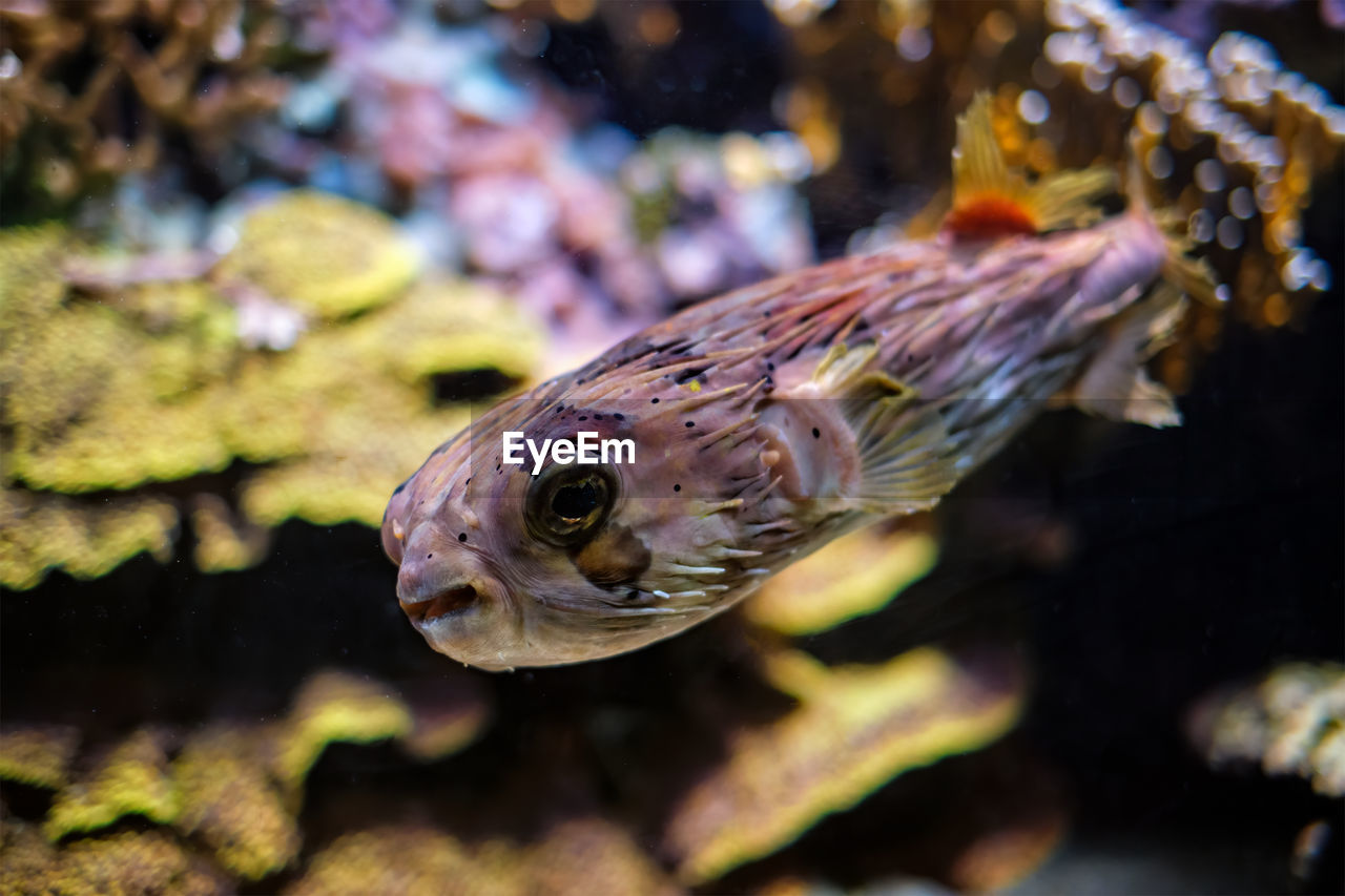 Long-spine porcupinefish underwater in sea