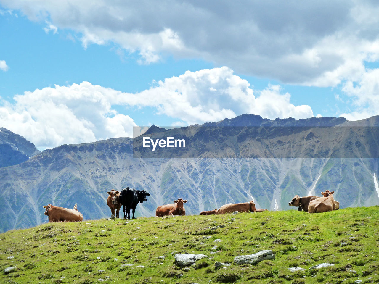 COWS GRAZING ON FIELD AGAINST MOUNTAIN RANGE