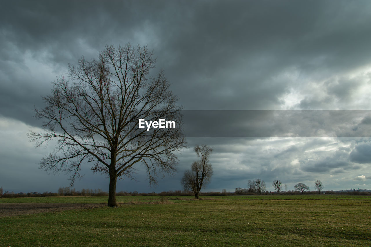 Oak tree without leaves, gray clouds on the sky, spring view