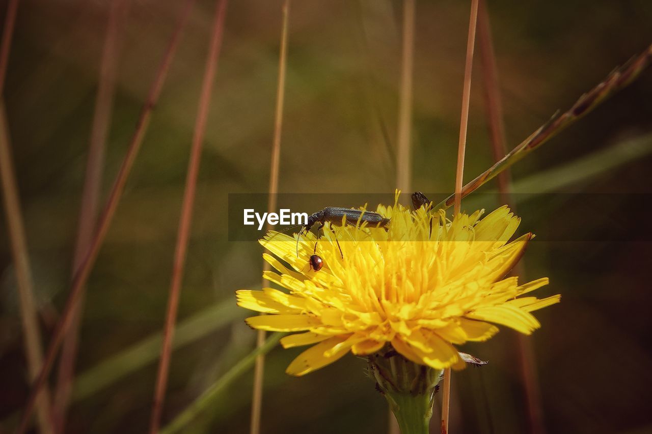 CLOSE-UP OF INSECT POLLINATING ON FLOWER