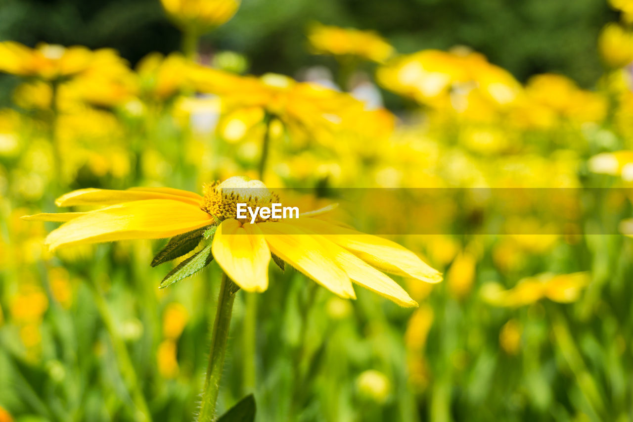 CLOSE-UP OF YELLOW FLOWER BLOOMING