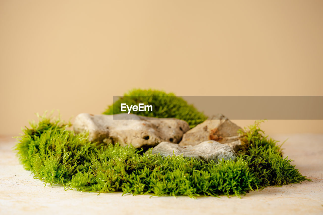 close-up of broccoli on field