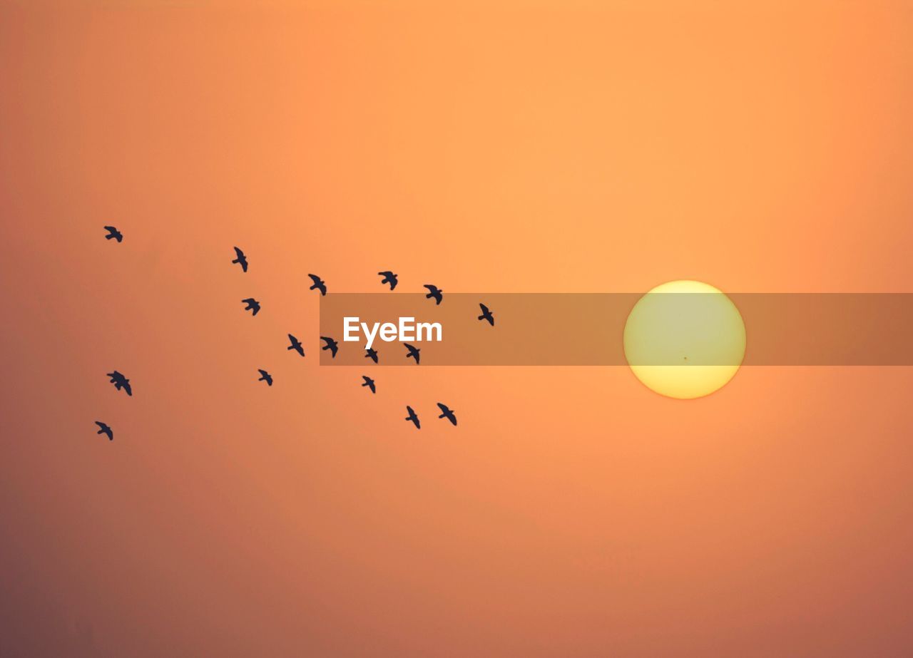 SILHOUETTE BIRDS FLYING AGAINST ORANGE SKY