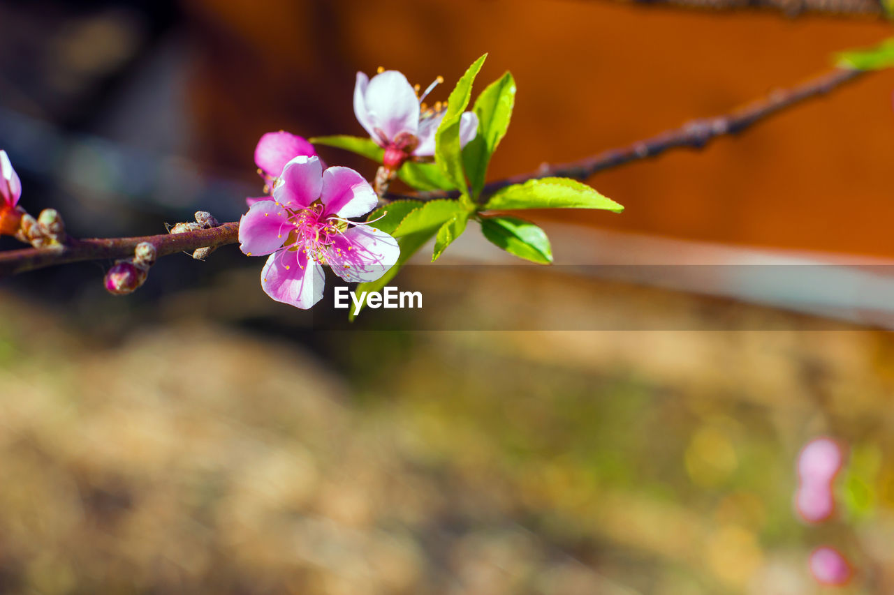 Close-up of pink cherry blossoms