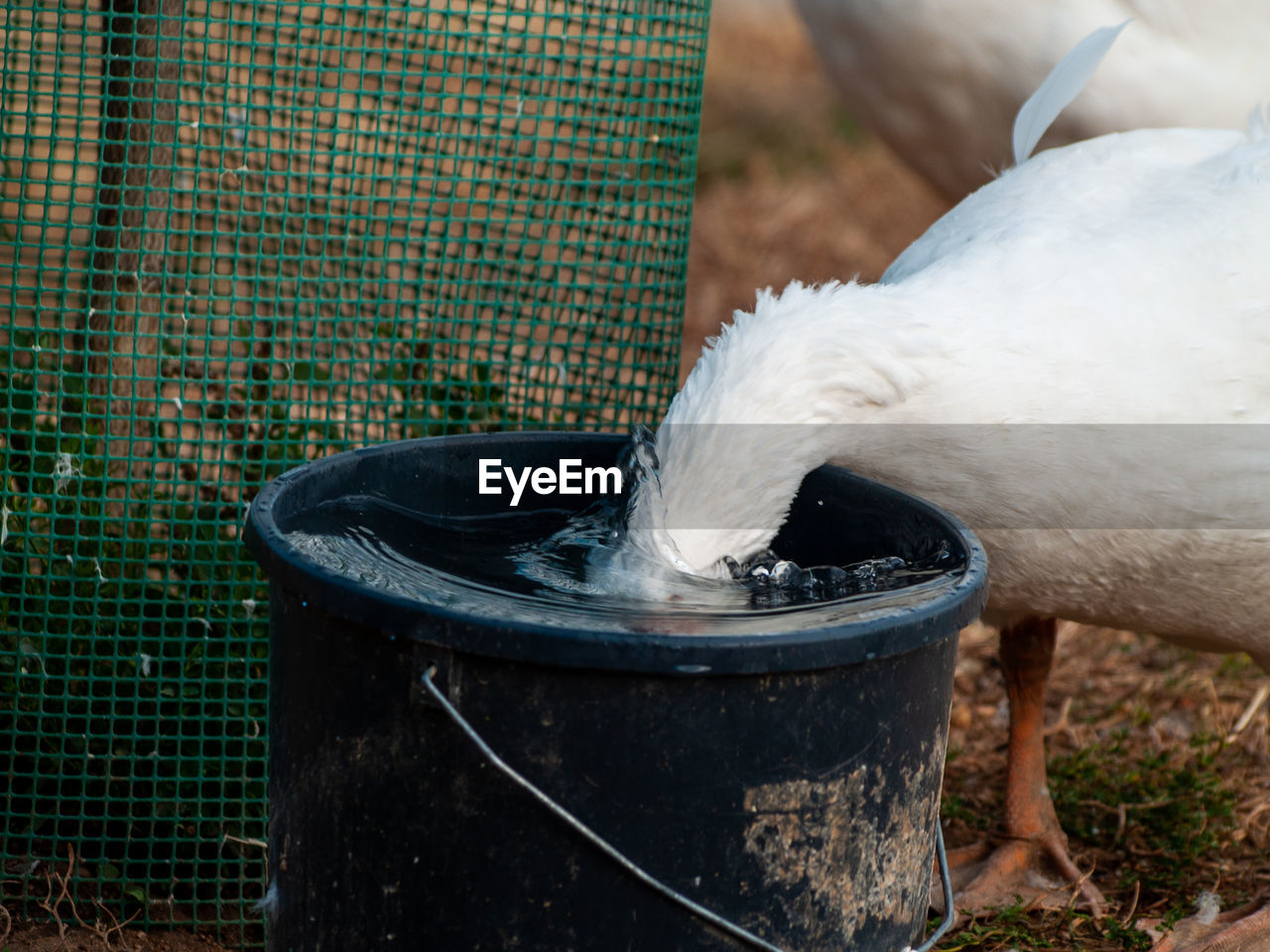 CLOSE-UP OF A BIRD IN A ROW