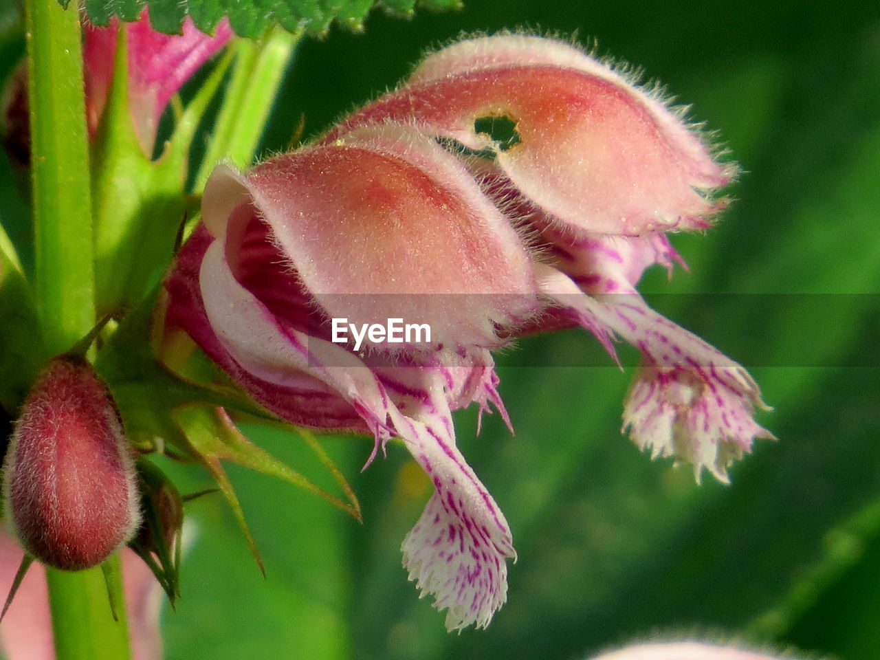 CLOSE-UP OF RED FLOWERS