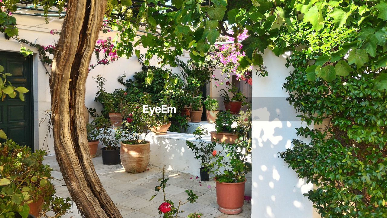 POTTED PLANTS AND TREES AGAINST WALL