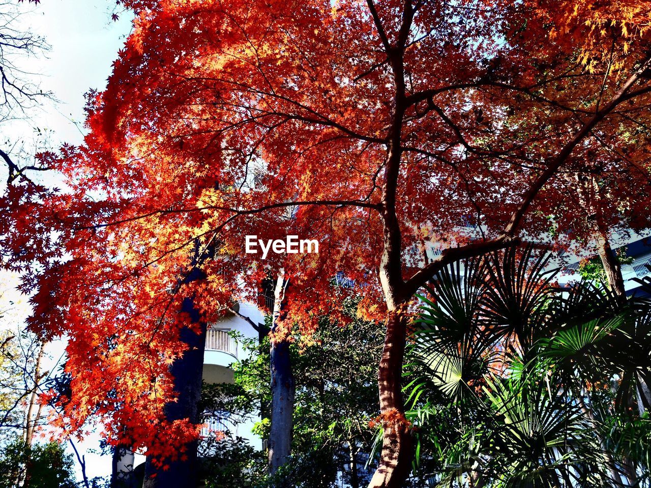 Trees in garden by building during autumn