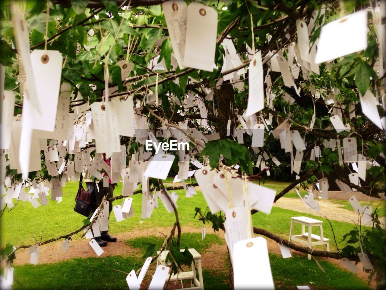 Whishing notes hanging on tree