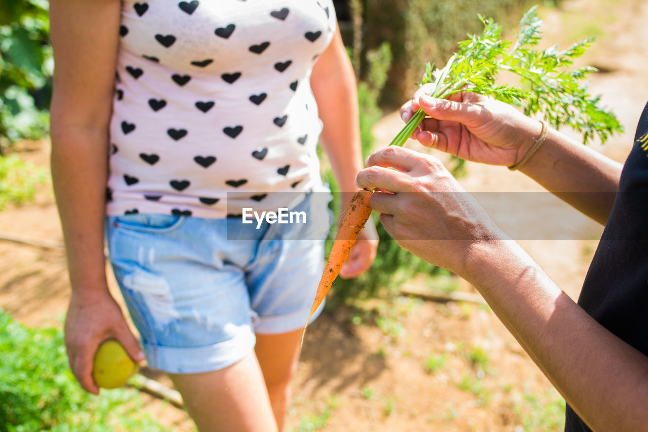 Woman showing a carrot in an organic farm in brazil