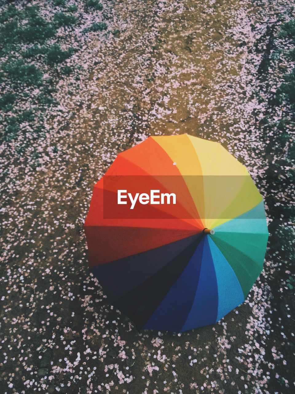 High angle view of multi colored umbrella on cherry blossoms at field