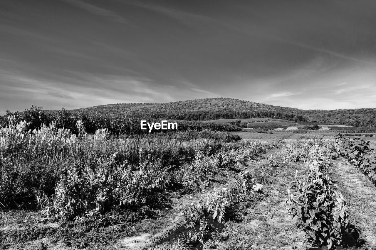 FIELD AGAINST SKY