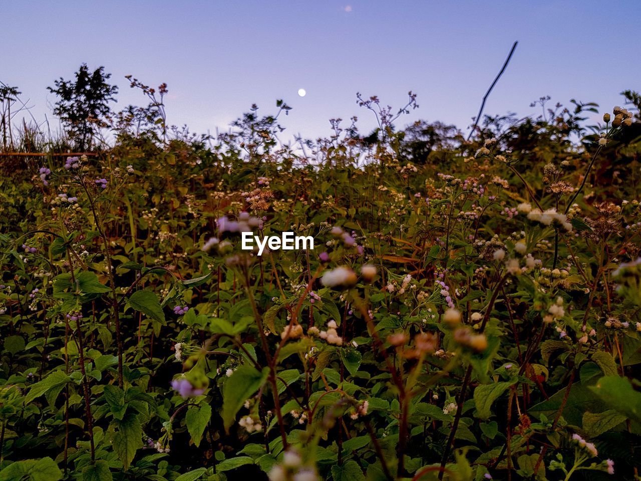 FLOWERS ON PLANTS AGAINST SKY