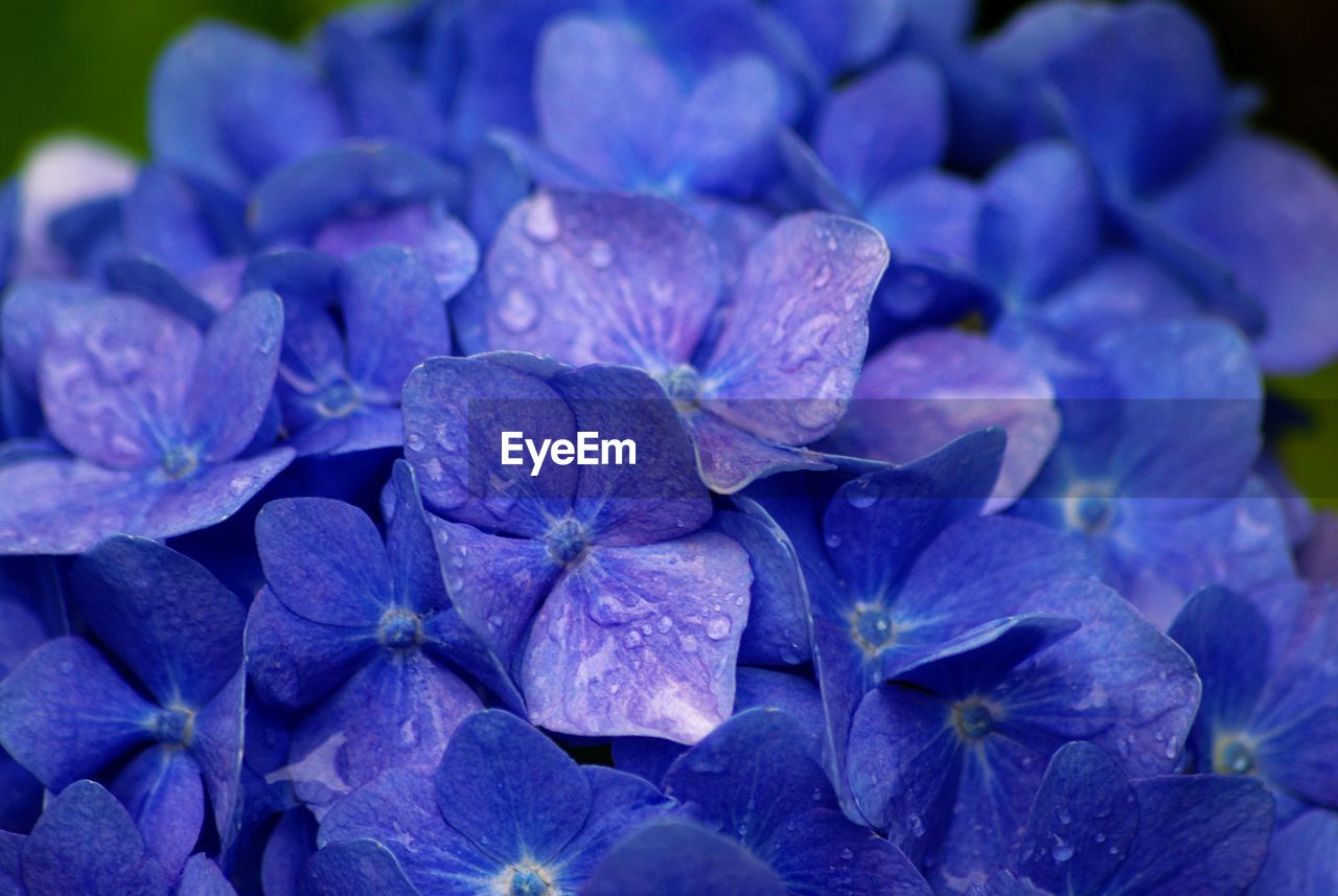 Close-up of purple hydrangea flowers