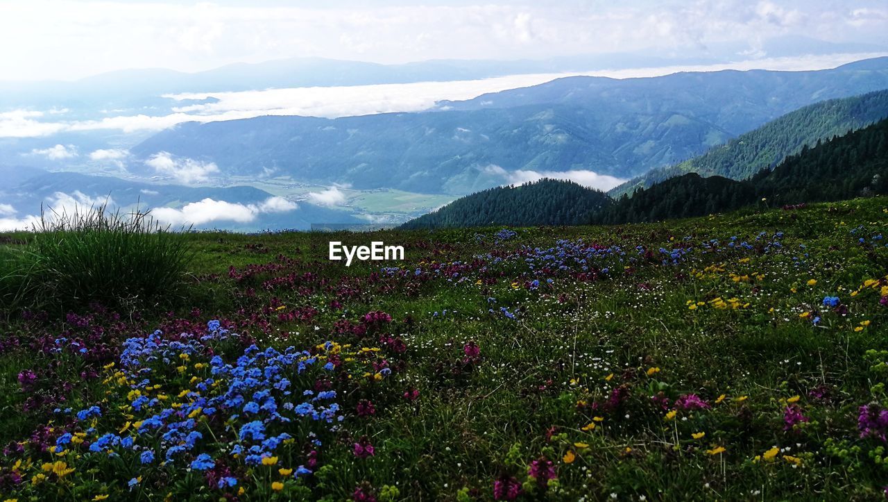 SCENIC VIEW OF FLOWERING PLANTS ON LAND