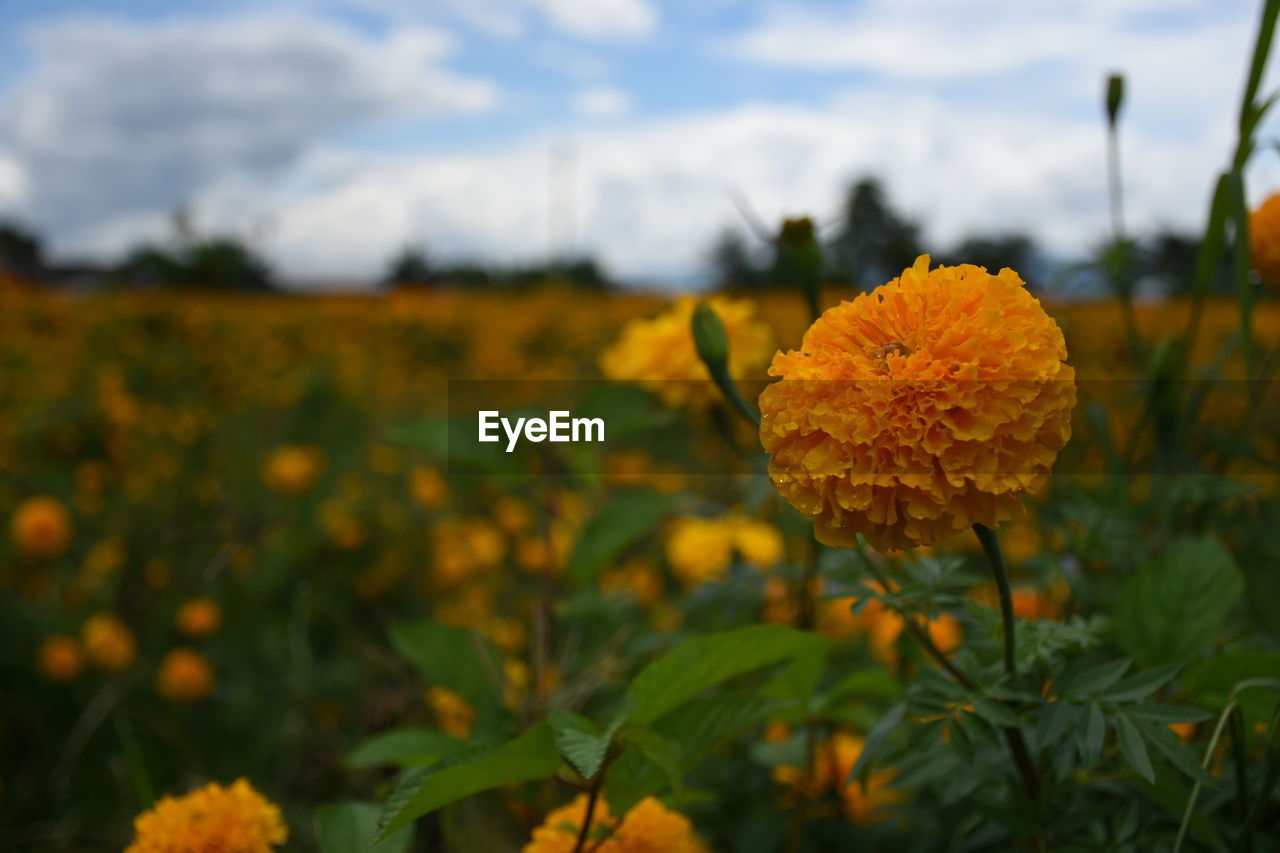 CLOSE-UP OF YELLOW MARIGOLD FLOWERS