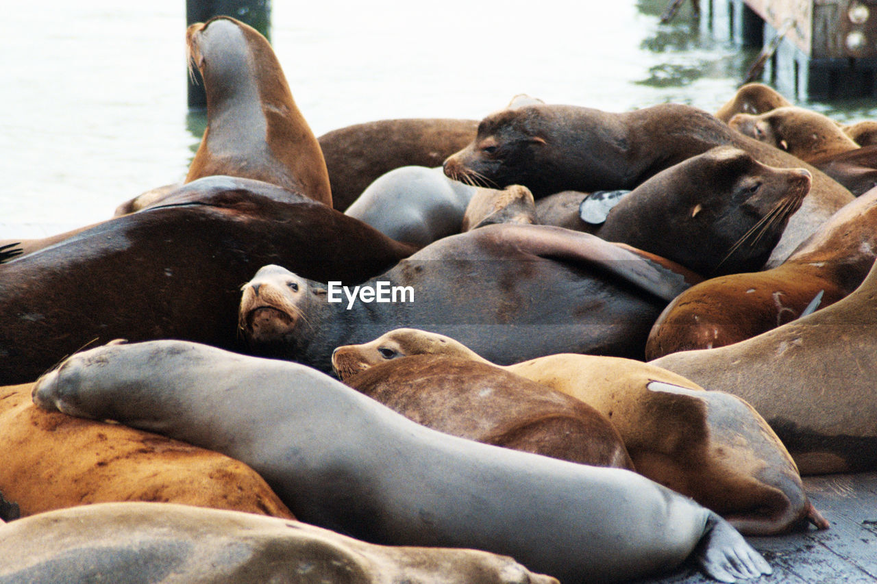 High angle view of sea lions relaxing at pier 39