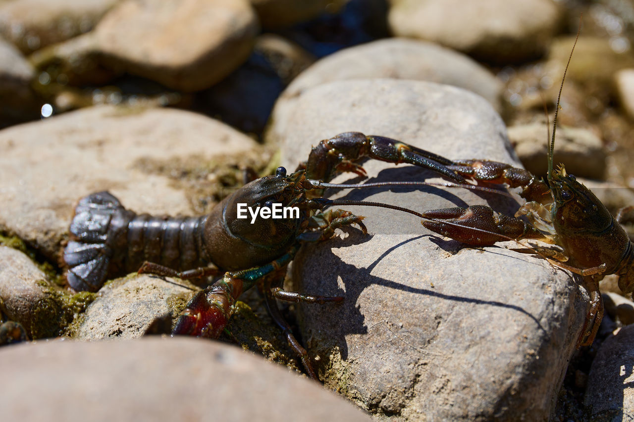 Crayfish pest in the rivers of europe