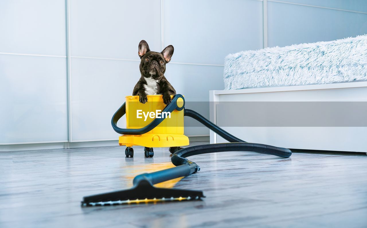 French bulldog dog and vacuum cleaner in white room at home