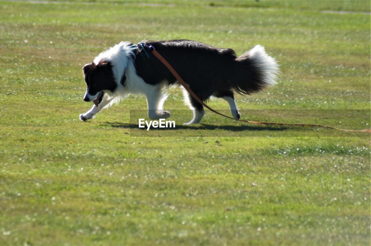 DOG RUNNING ON GRASS