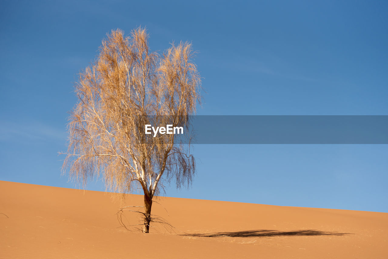 View from nature and landscapes of dasht e lut or sahara desert with rotten tamarisk tree . 