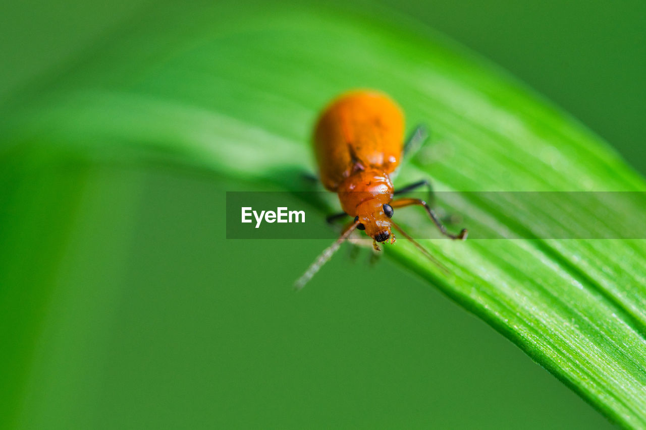 INSECT ON LEAF