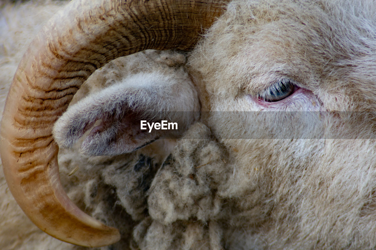 Close-up of an rum tup sheep 