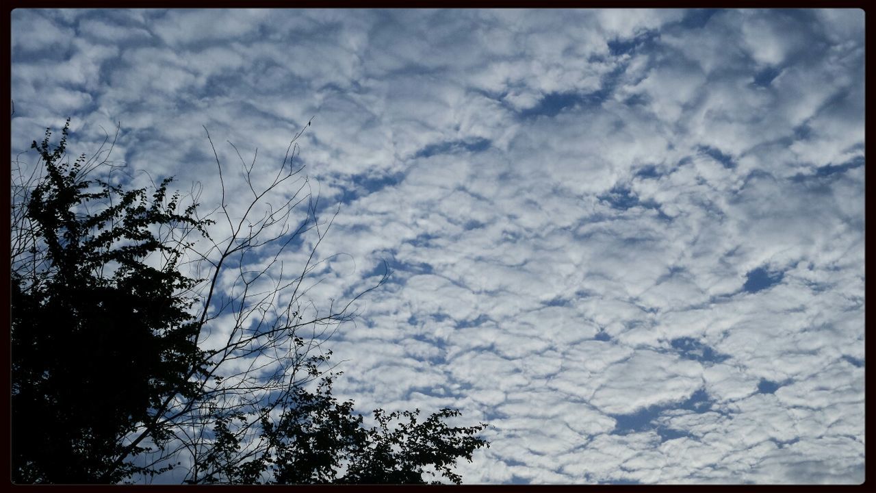 LOW ANGLE VIEW OF TREES AGAINST CLOUDY SKY