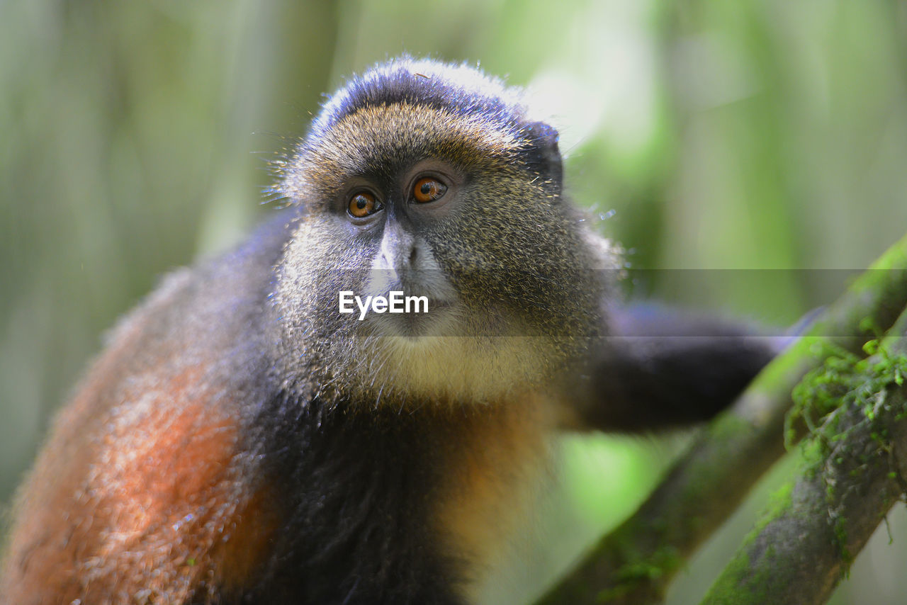 CLOSE-UP OF A MONKEY