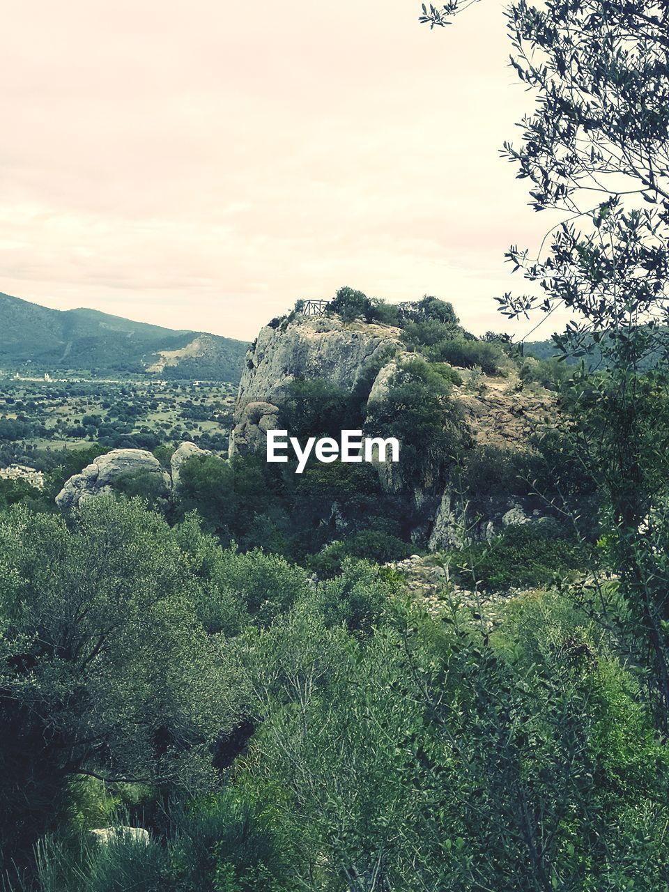 SCENIC VIEW OF TREE MOUNTAINS AGAINST SKY