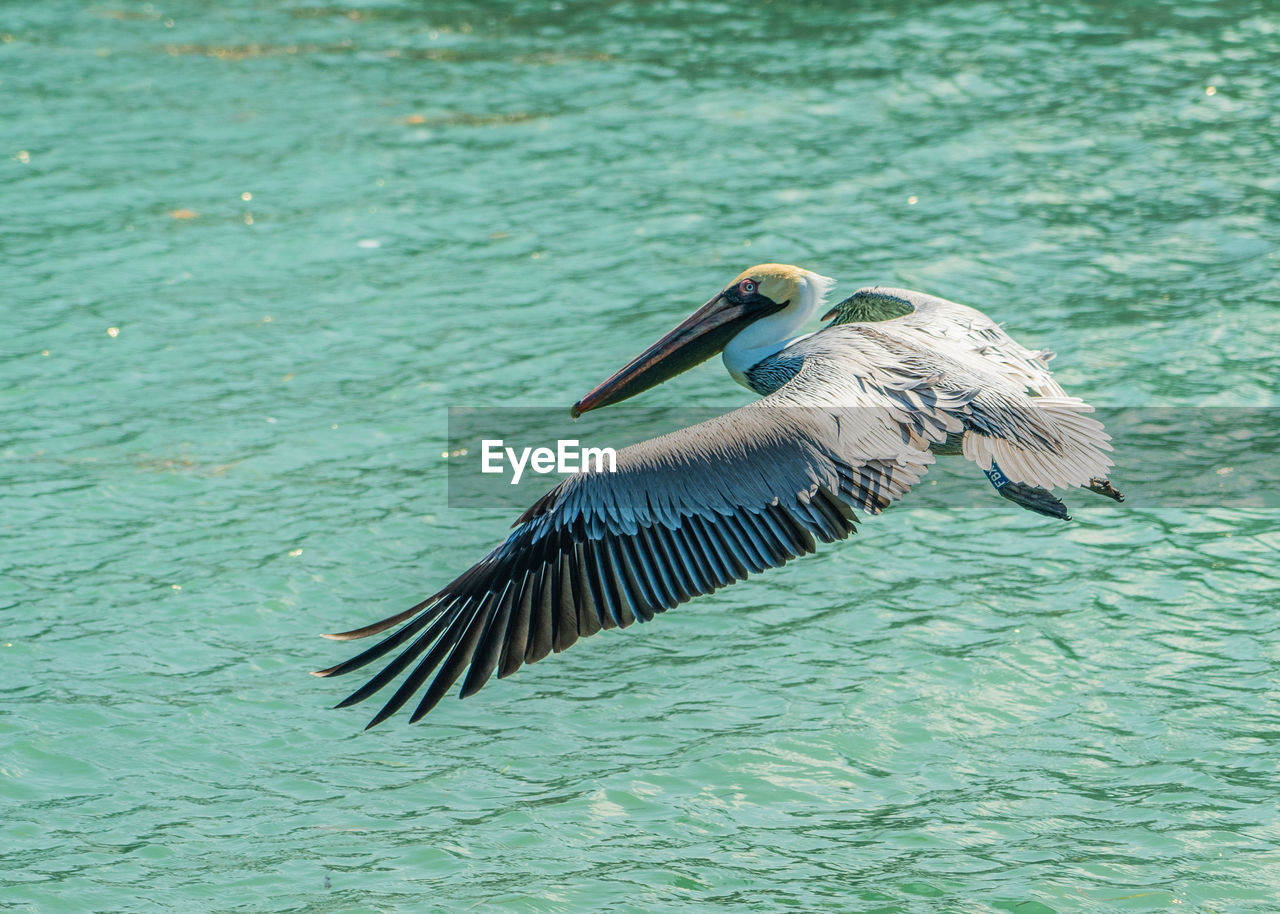 animal, animal themes, animal wildlife, bird, wildlife, pelican, one animal, water, flying, spread wings, nature, no people, seabird, beak, day, wing, beauty in nature, waterfront, outdoors, animal body part, lake, water bird