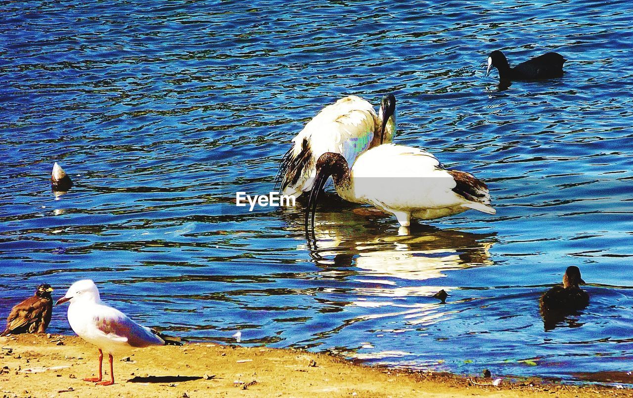 BIRDS IN WATER