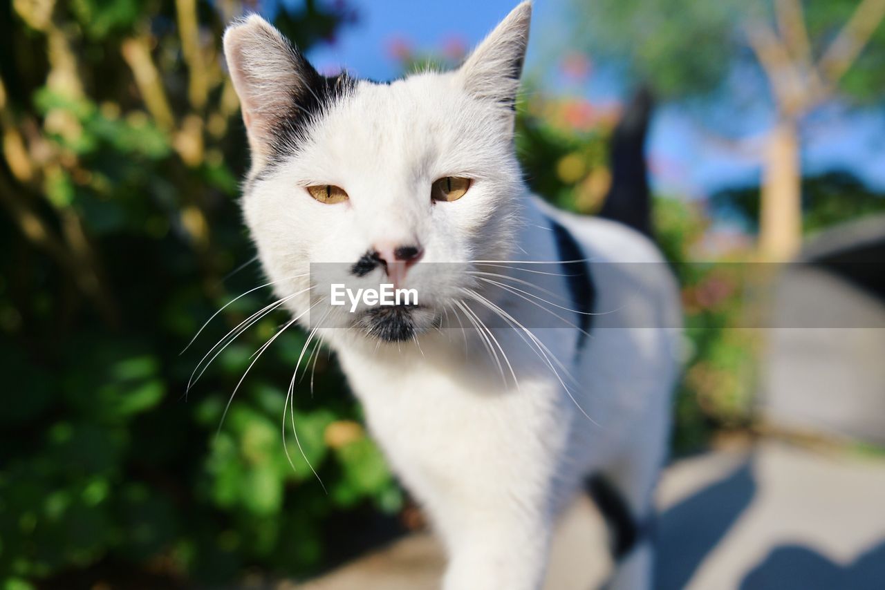 Portrait of cat walking outdoors