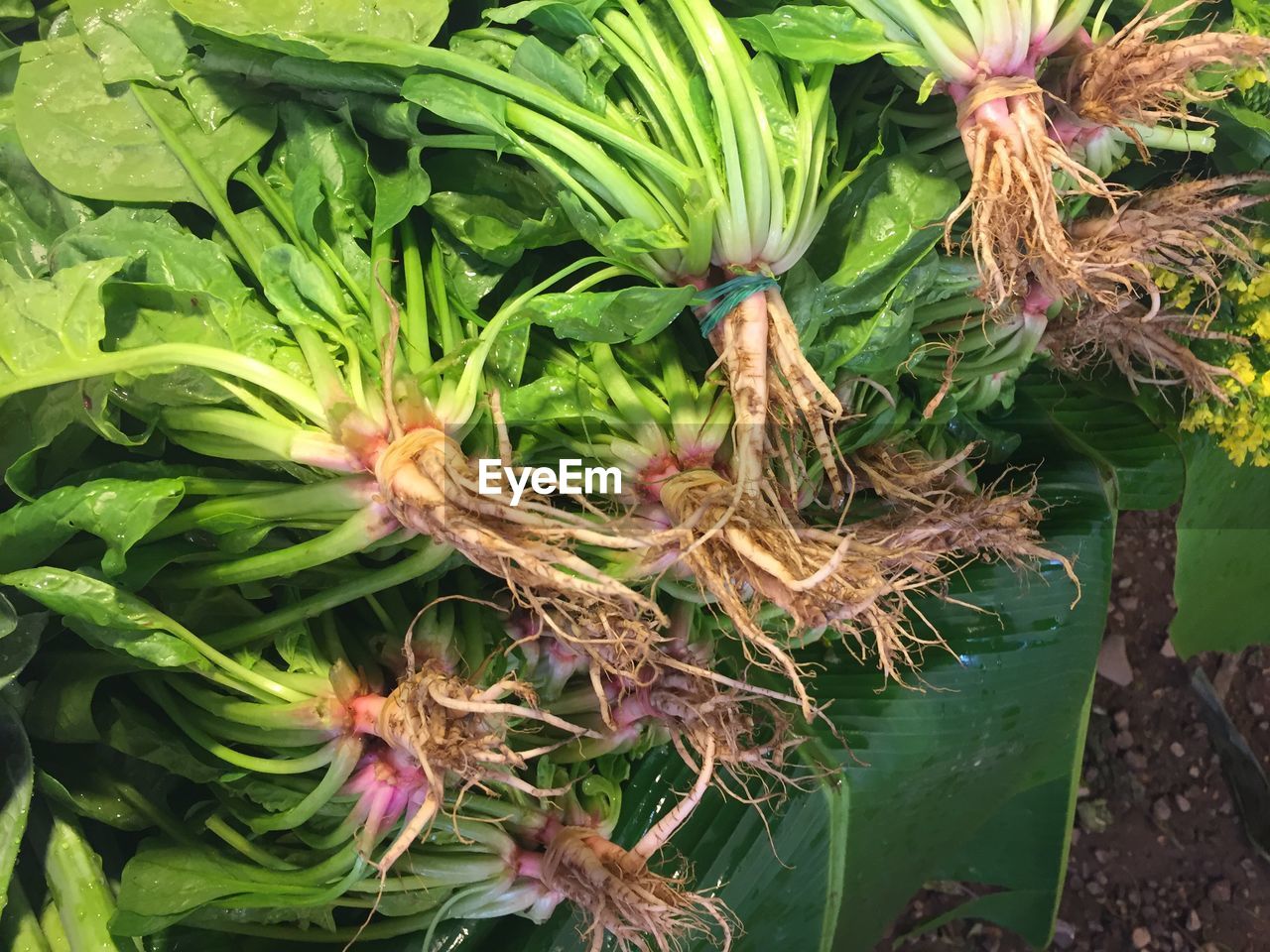 HIGH ANGLE VIEW OF FLOWERS