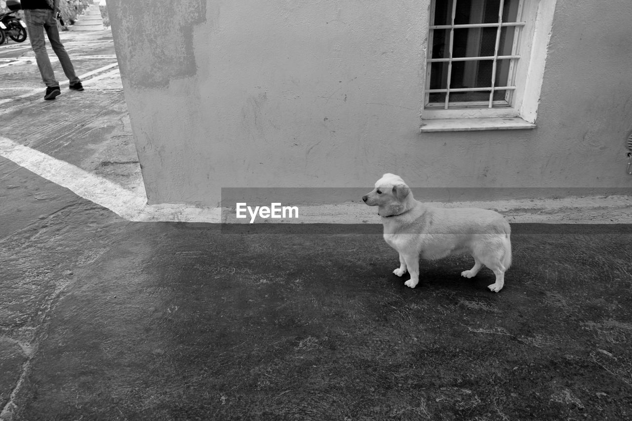 VIEW OF DOG SITTING ON BUILDING