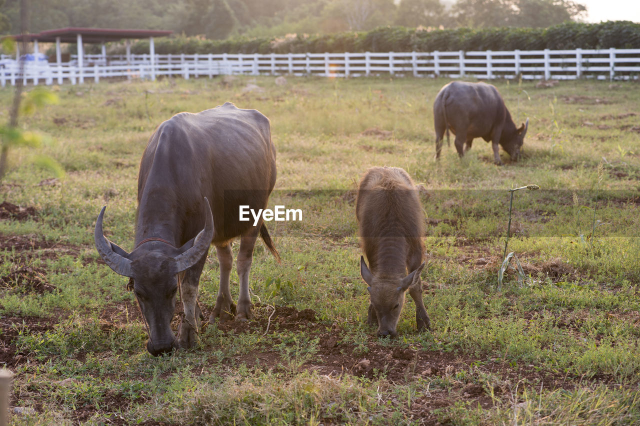 HORSES IN A FIELD