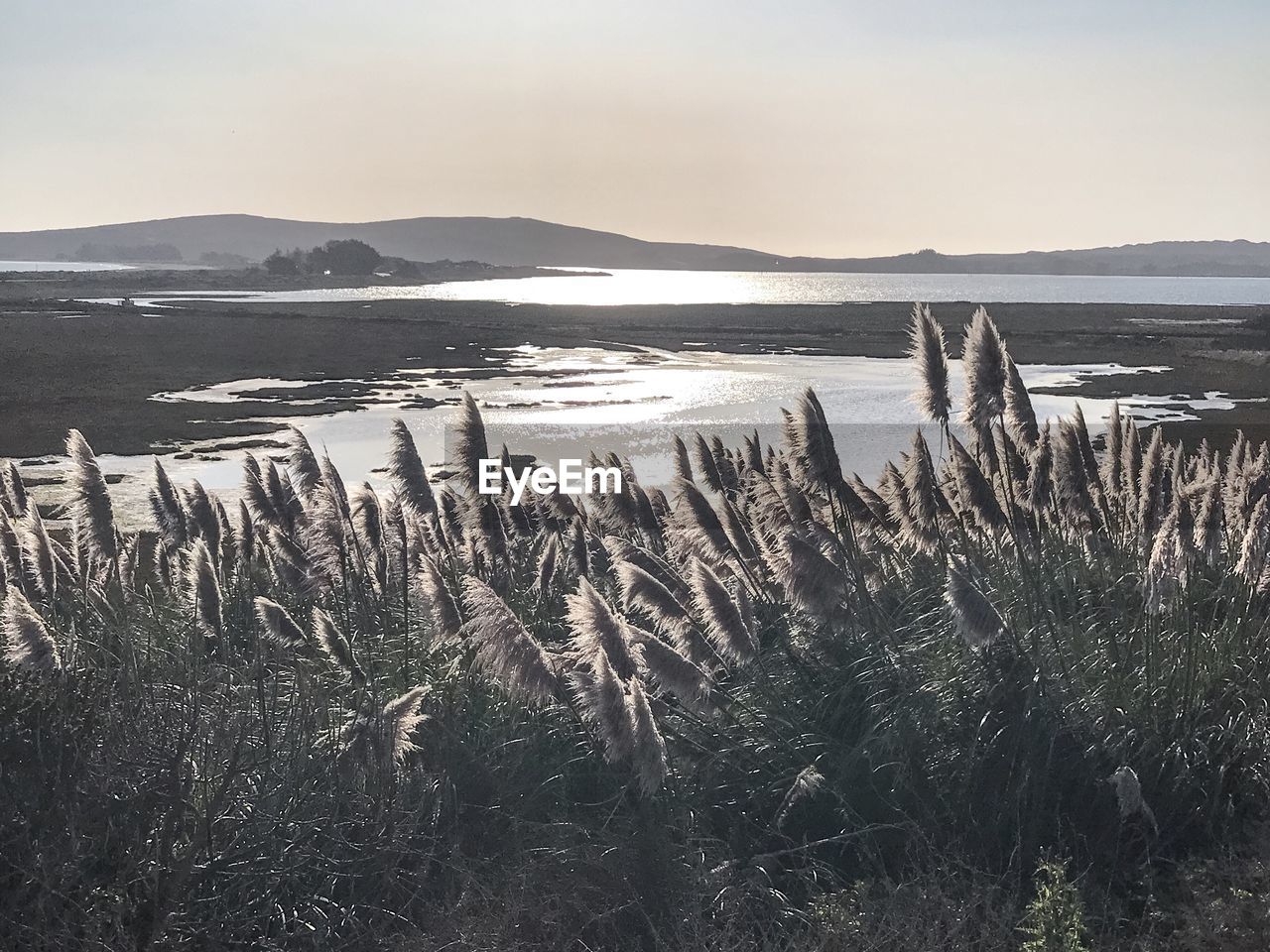 Plants growing in water against sky