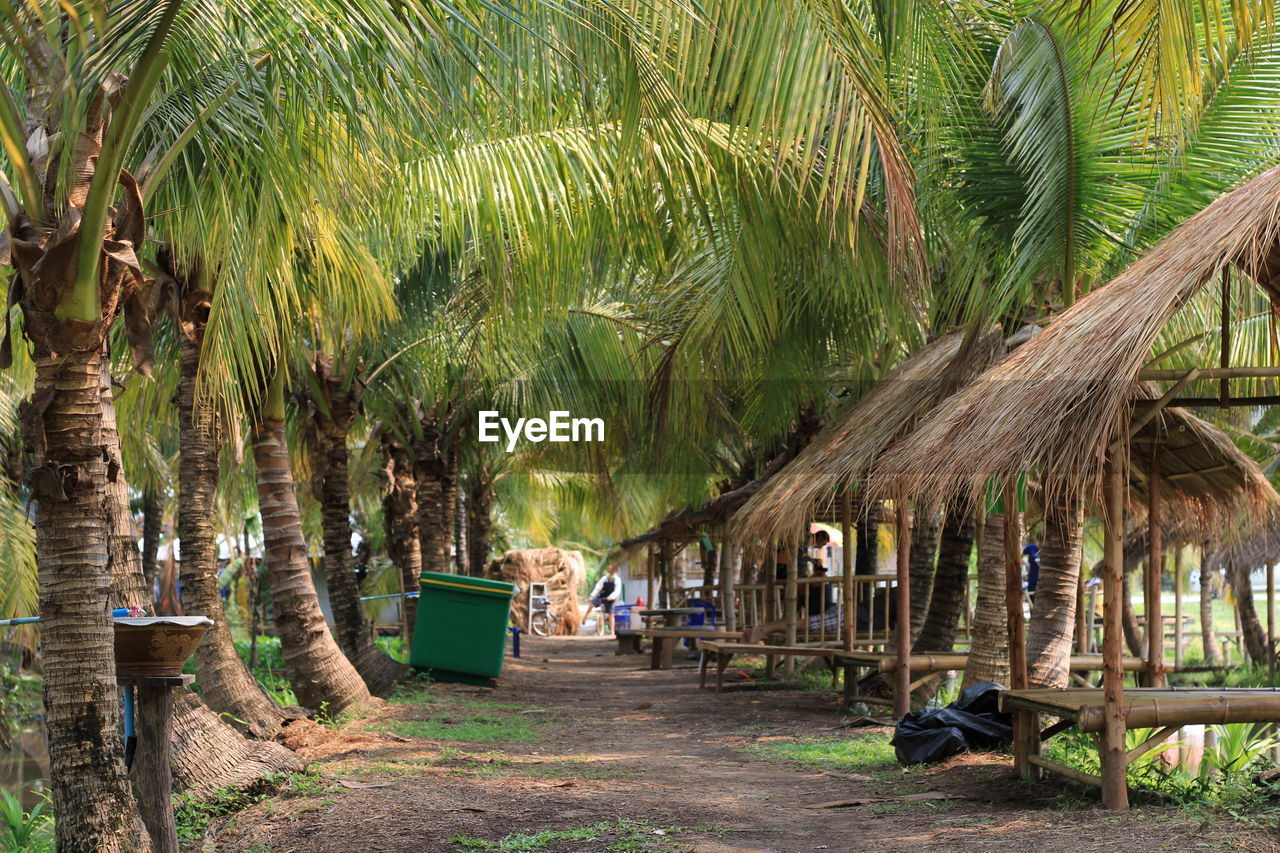 PALM TREES ON PLANTS AT BEACH