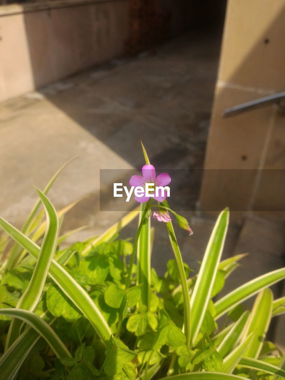 CLOSE-UP OF PURPLE FLOWERS BLOOMING