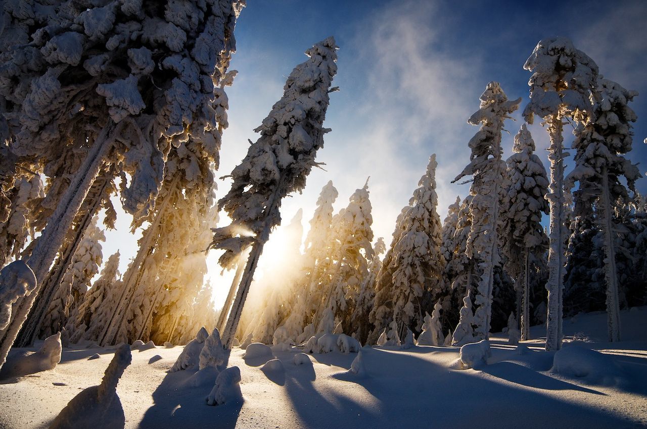 Snow covered trees on field against sky