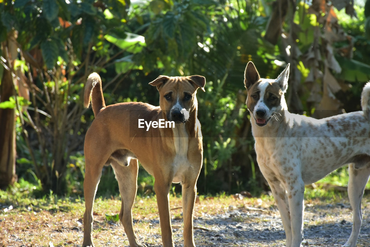 PORTRAIT OF DOGS ON FIELD