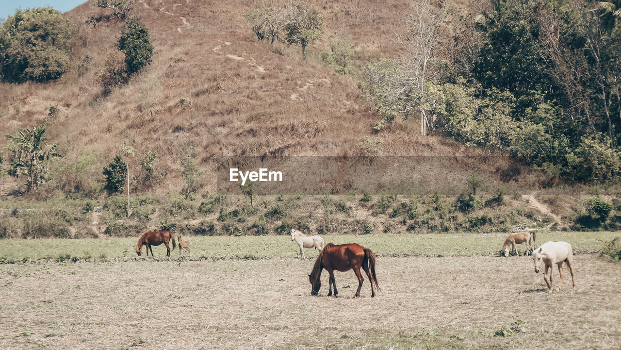 Horses grazing in a field