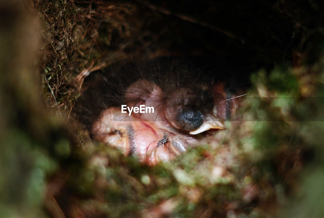 Close-up of bird