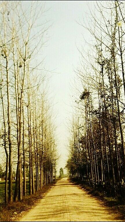 NARROW WALKWAY ALONG TREES